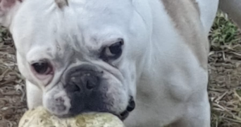 derache pet sitter à PARIS 07 75007_2