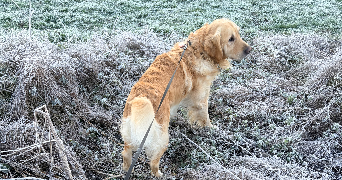 mariia pet sitter à Château-Thierry 02400_8