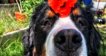 alyssa pet sitter à TOULOUSE 31200_4