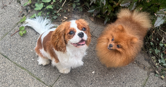 mayssa pet sitter à CLERMONT FERRAND 63000_4