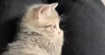 chloé pet sitter à PARIS 14 75014_3