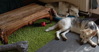 muriele pet sitter à COMMERCY 55200_2