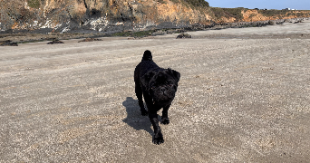 marina pet sitter à QUIMPER 29000_4