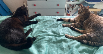 aline pet sitter à CALUIRE ET CUIRE 69300_9