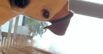 chloe pet sitter à ST ORENS DE GAMEVILLE 31650_3