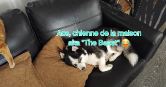 rachel pet sitter à FONTENAY SOUS BOIS 94120_6