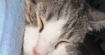 nathaniela cat sitter à OLLAINVILLE 91340_2