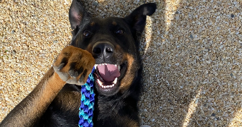 margaux pet sitter à BERGERAC 24100_3