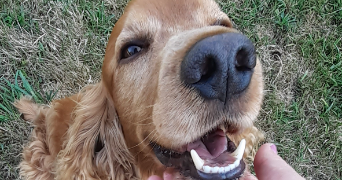 sophie pet sitter à TRAPPES 78190_3