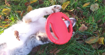 cléa pet sitter à BEAUMONT LOUESTAULT 37360_7