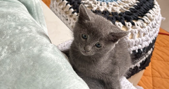 orline pet sitter à VEAUCHE 42340_1