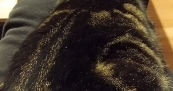 carine pet sitter à CHELLES 77500_0