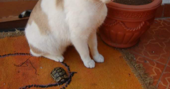 wafaa pet sitter à PARIS 16 75016_5