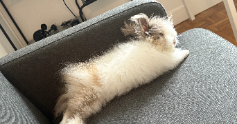 elena pet sitter à CLAMART 92140_1