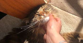 kenza pet sitter à PARIS 15 75015_5