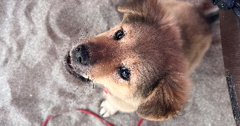 capucine pet sitter à PARIS 03 75003_3