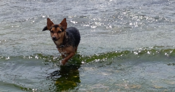 alice pet sitter à CLERMONT FERRAND 63000_5