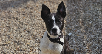 marlene pet sitter à AUNEAU BLEURY ST SYMPHORIEN 28700_21