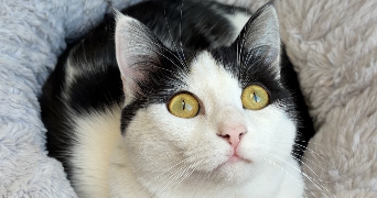 léana pet sitter à ST LOUP NANTOUARD 70100_0