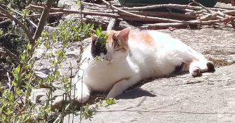 mélanie pet sitter à ST PAULIEN 43350