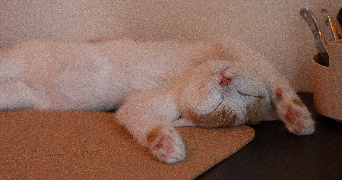 laurie pet sitter à NARBONNE 11100_3