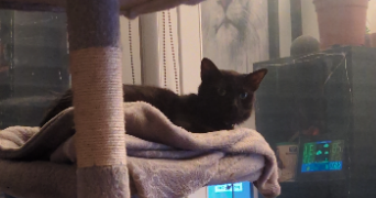 morgane pet sitter à TOURNEFEUILLE 31170_7