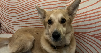 agnès pet sitter à VANNES SUR COSSON 45510_7