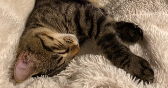 clemence pet sitter à ST BREVIN LES PINS 44250_0