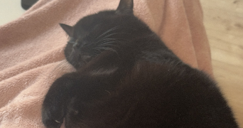laetitia pet sitter à MULHOUSE 68200_1