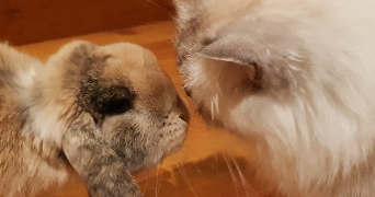 Vanessa pet sitter à Fontenay-Saint-Père 78440_8