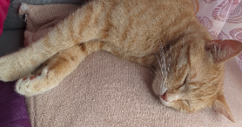juliette pet sitter à COMBOURG 35270_1