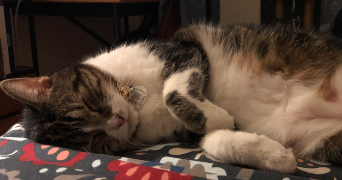 camille pet sitter à BOULOGNE BILLANCOURT 92100_2