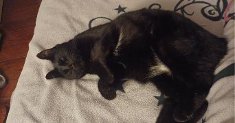 emma pet sitter à LE THUIT DE L OISON 27370_4