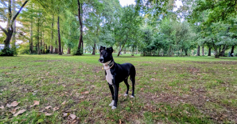 lola pet sitter à SOUSTONS 40140_1