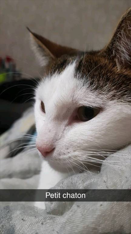 Cynthia  pet sitter à Malzéville 54220_0