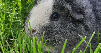 anaïs pet sitter à VIGNEUX SUR SEINE 91270_1