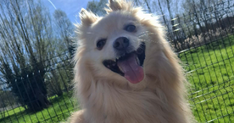 marie pet sitter à MAGNY LE HONGRE 77700_1