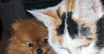 frederic pet sitter à Mulhouse 68100_5