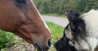 delphina pet sitter à FONTENAY ST PERE 78440_6