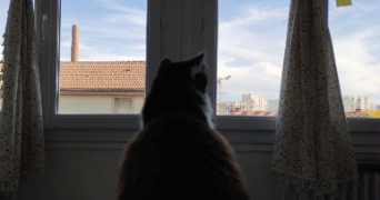 verena pet sitter à Clermont-Ferrand 63100_7
