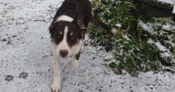 louise pet sitter à LA LANDE CHASLES 49150_3