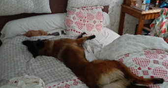 anne-marie pet sitter à Le Hinglé 22100_5