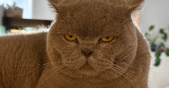 laura pet sitter à PARIS 18 75018_1