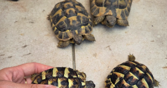 diana pet sitter à Villeurbanne 69100_2