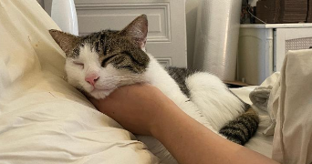 alexiane pet sitter à BOULOGNE BILLANCOURT 92100_1