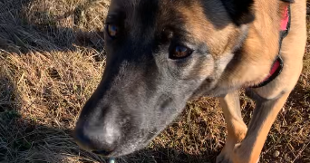 alix pet sitter à MERIGNAT 01450_4
