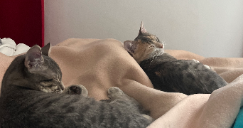 baptiste pet sitter à PARIS 11 75011_2