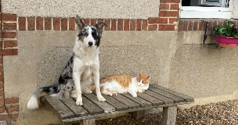 julie pet sitter à VEIGNE 37250_3