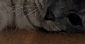 florence pet sitter à PERREUX 42120_1