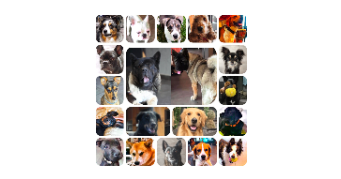 huan dog sitter à FARAMANS 01800_14